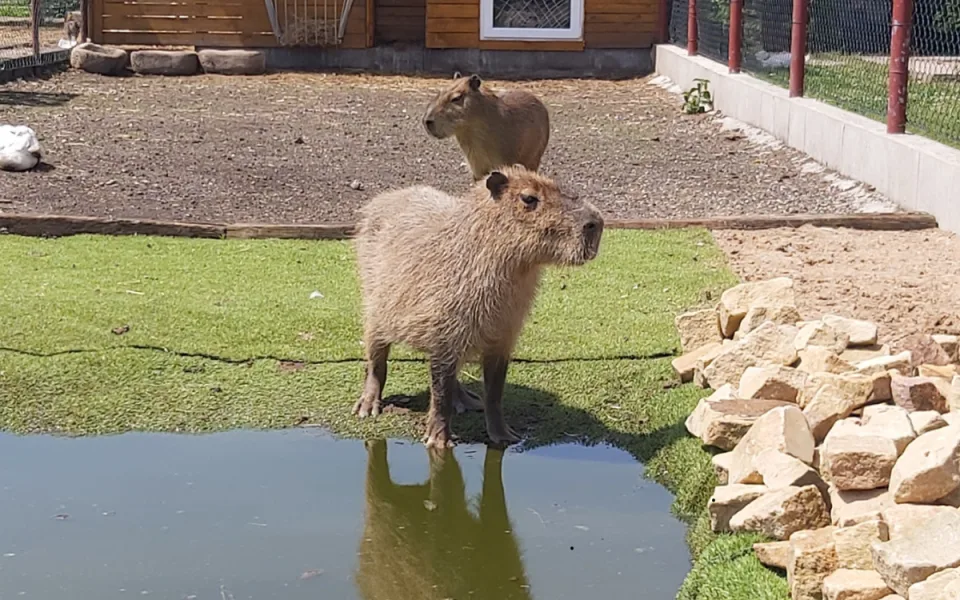 Ze zooparku v České Skalici zmizela kapybara Fifinka. Majitel prosí o pomoc veřejnost