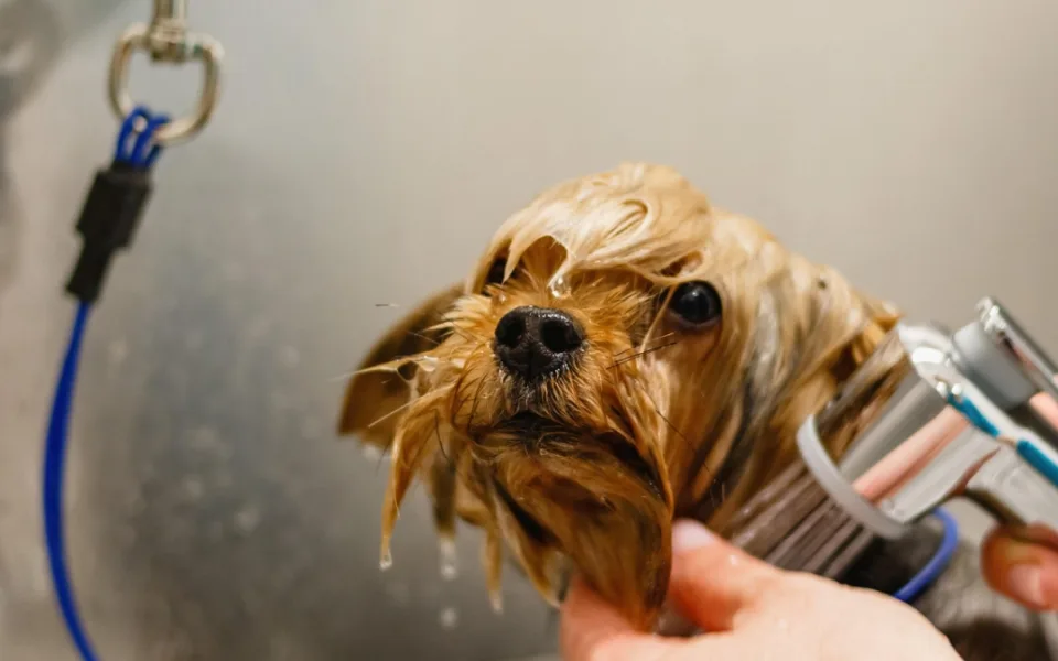 dog-6877280_1280