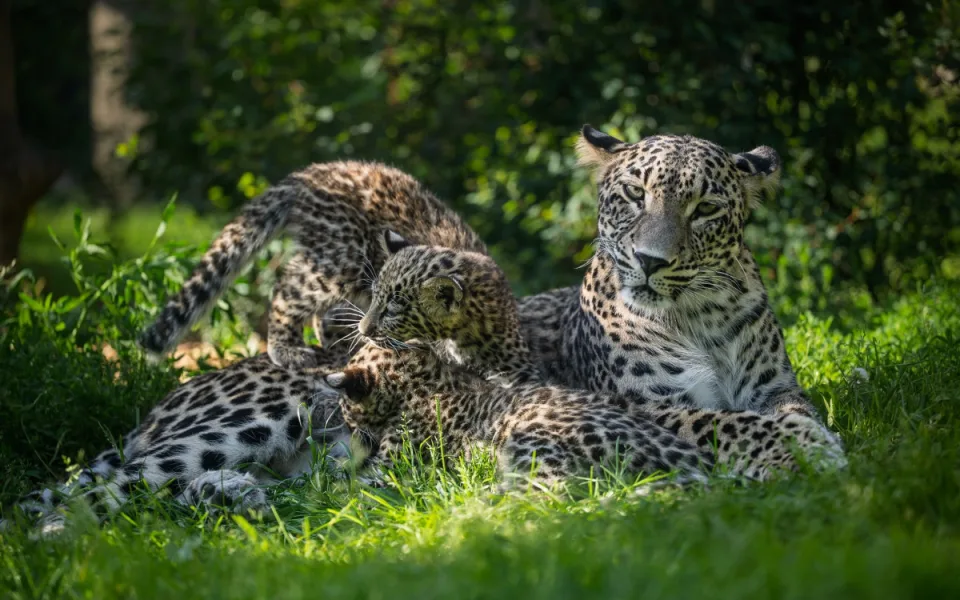 Safari Park za pololetí navštívilo přes čtvrt milionu lidí. Podobně jako loni