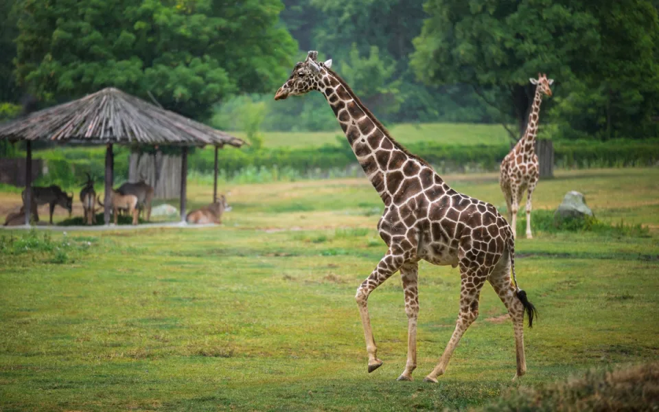 Safari Park Dvůr Králové přivítal nového samce žirafy síťované. Přicestoval ze Zoo Jihlava