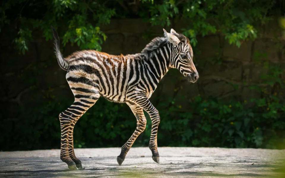 V Safari Parku Dvůr Králové nad Labem se narodilo mládě vzácné zebry bezhřívé