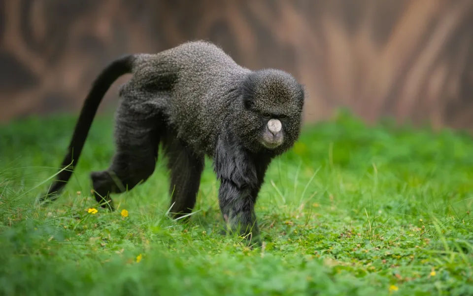 Zoo Dvůr Králové získala z Polska tři kočkodany bělonosé. Chce je rozmnožit