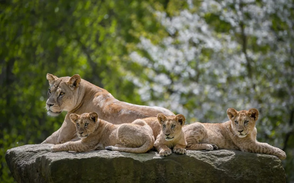 Zoo Dvůr Králové o letních prázdninách klesla návštěvnost o devět procent