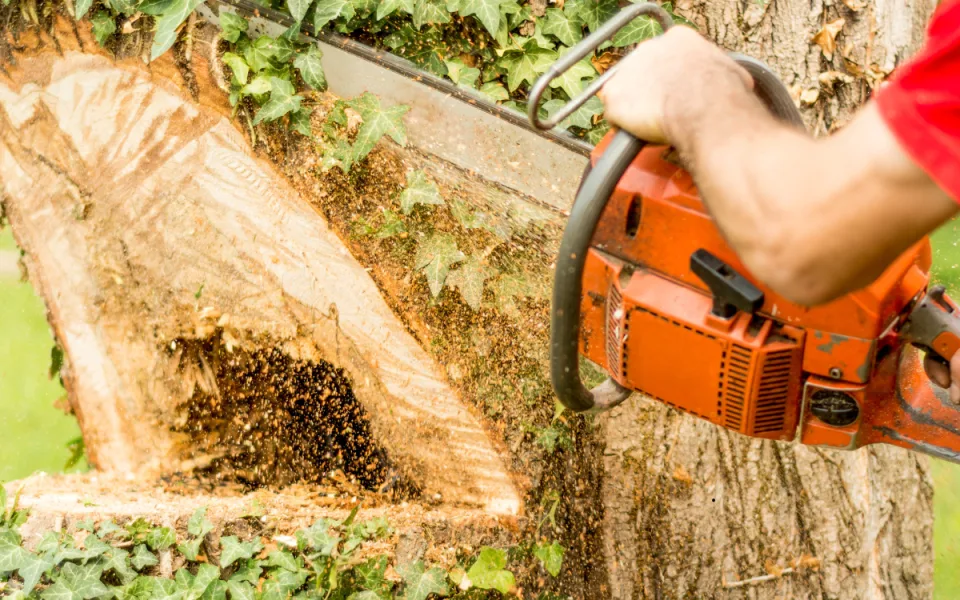 V Jičíně začalo kácení 40 lip ve Valdštejnově aleji. Byly ve špatném stavu
