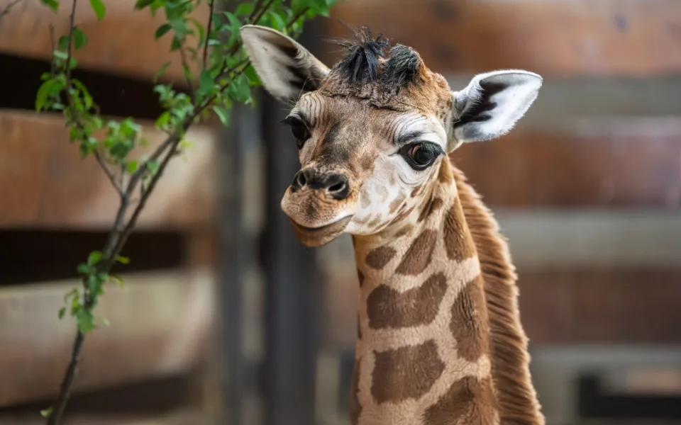V zoo Dvůr Králové se narodilo další mládě ohrožené žirafy Rothschildovy