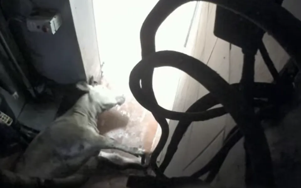 Spolek ukázal týrání na jatkách ve Žlunicích. Veterináři podají trestní oznámení