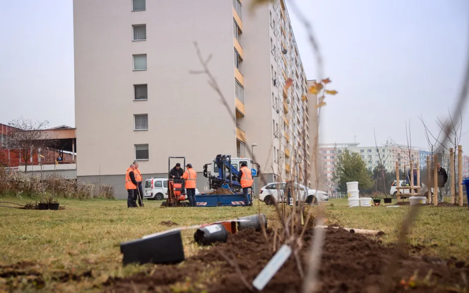 Hradec Králové bude opět sázel stromy. Letos přibude téměř 520 nových kusů