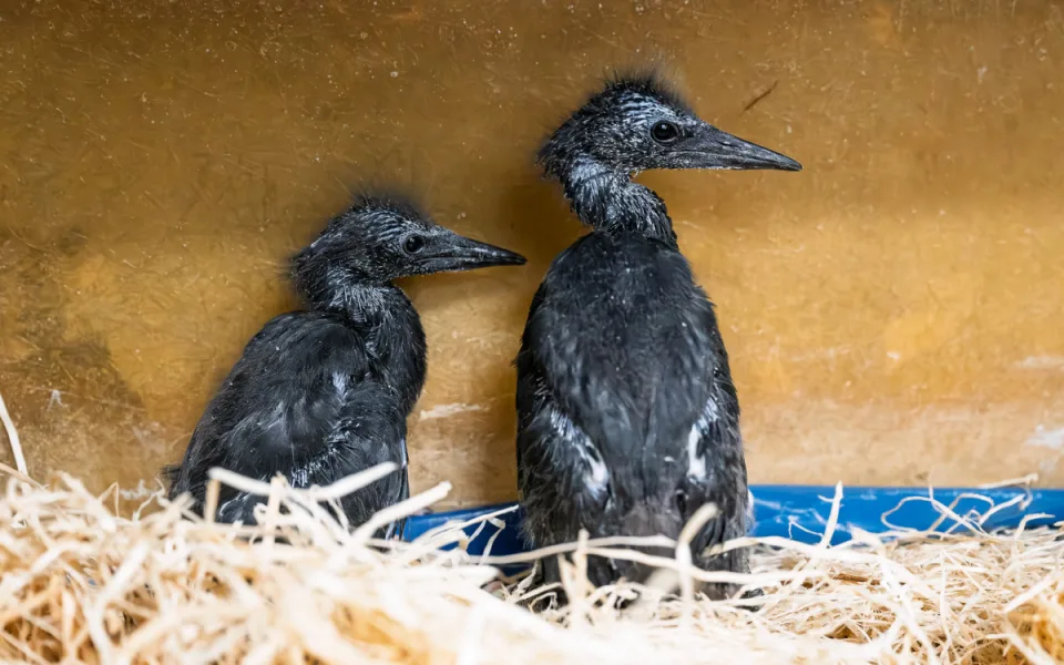 Safari Park slaví světový primát, hlásí první vylíhlé volavky černé na světě