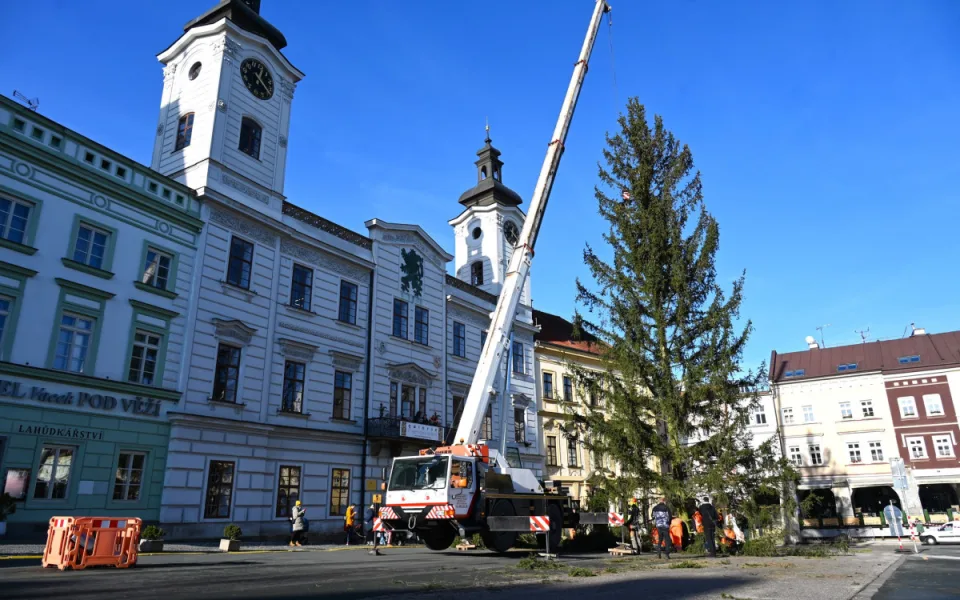 Hradec Králové přiveze vánoční stromy 25. listopadu. Dorazí z Praskačky a Opatovic