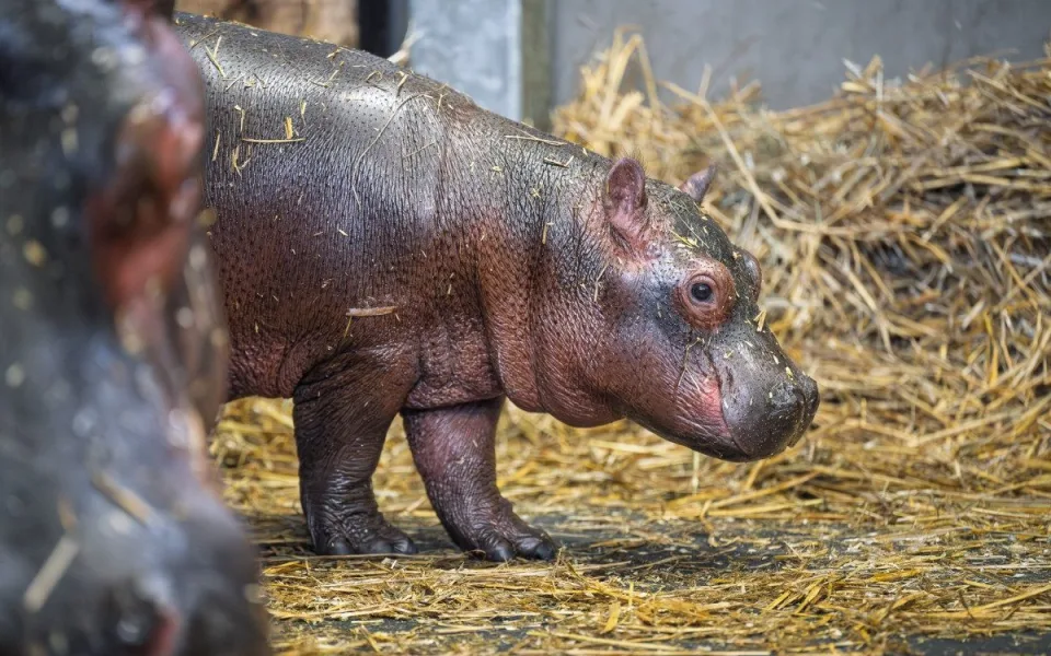 V zoo Dvůr Králové se narodili hroch a mládě ohrožené žirafy Rothschildovy