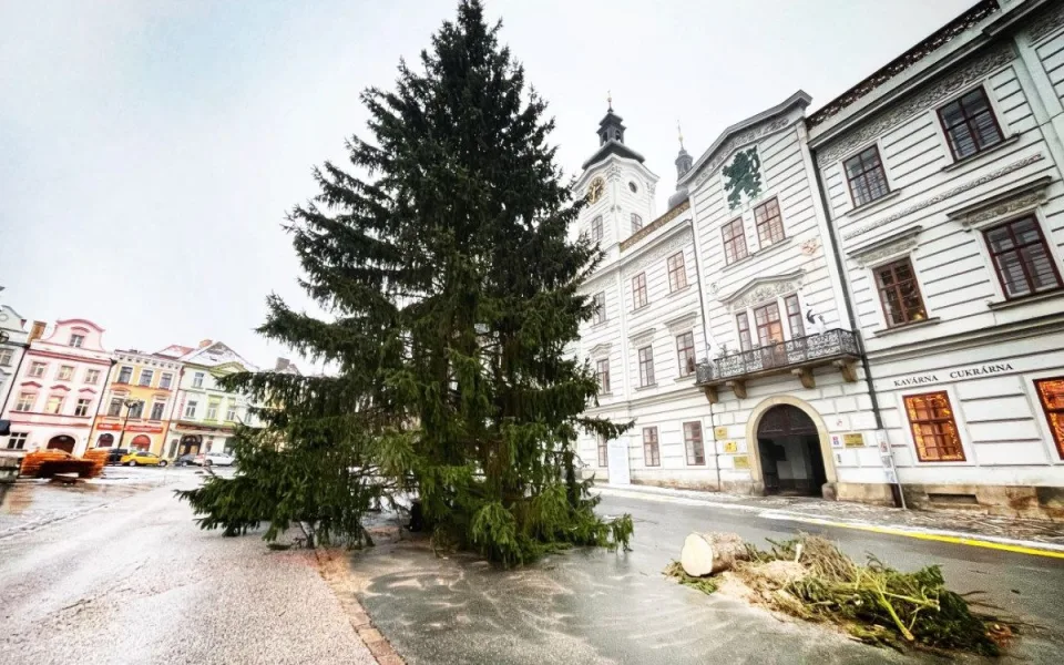 Hradečané vybírají jméno pro vánoční strom, premiérově se rozsvítí v neděli