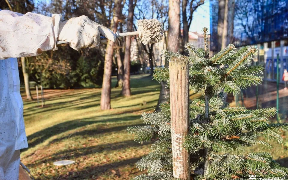 Krást vánoční stromky v Hradci Králové se nevyplácí. Zloděj si zasmradí celý byt