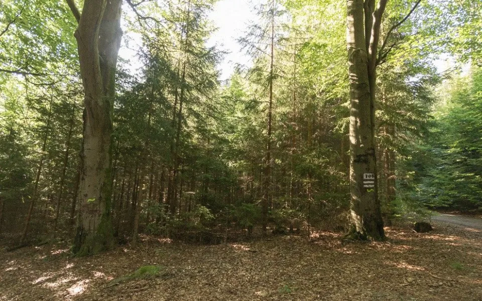 Vlnovka na stromě? Jde o biotopový strom, zůstane až do úplného rozpadu