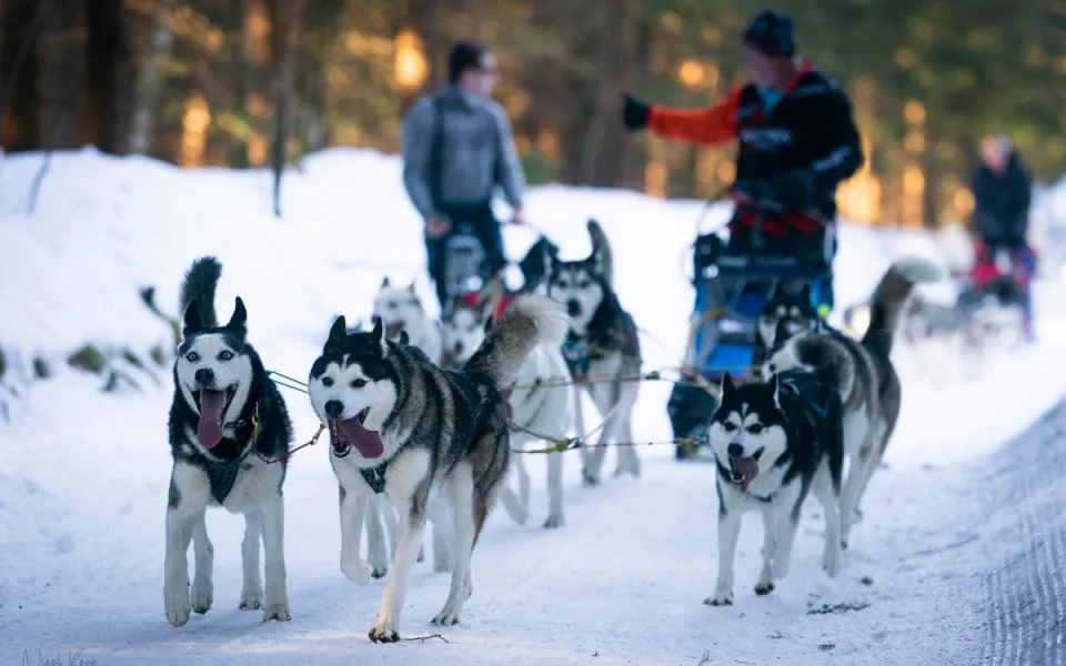 musher