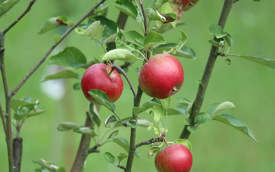 Podle degustátorů z Jičínska jsou nejchutnějšími jablky odrůdy Rubín a Lyra