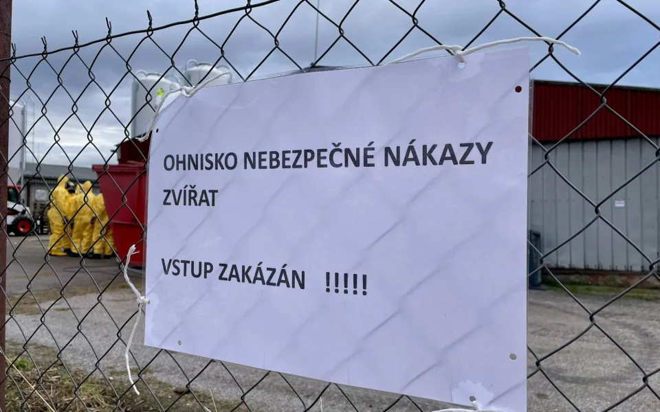 Na Královéhradecku je ptačí chřipka v chovu s 230 tisíci nosnic, největším za roky