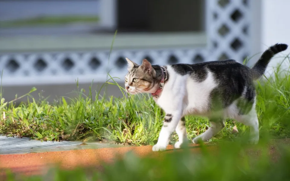 hubertngo-cat-5461639