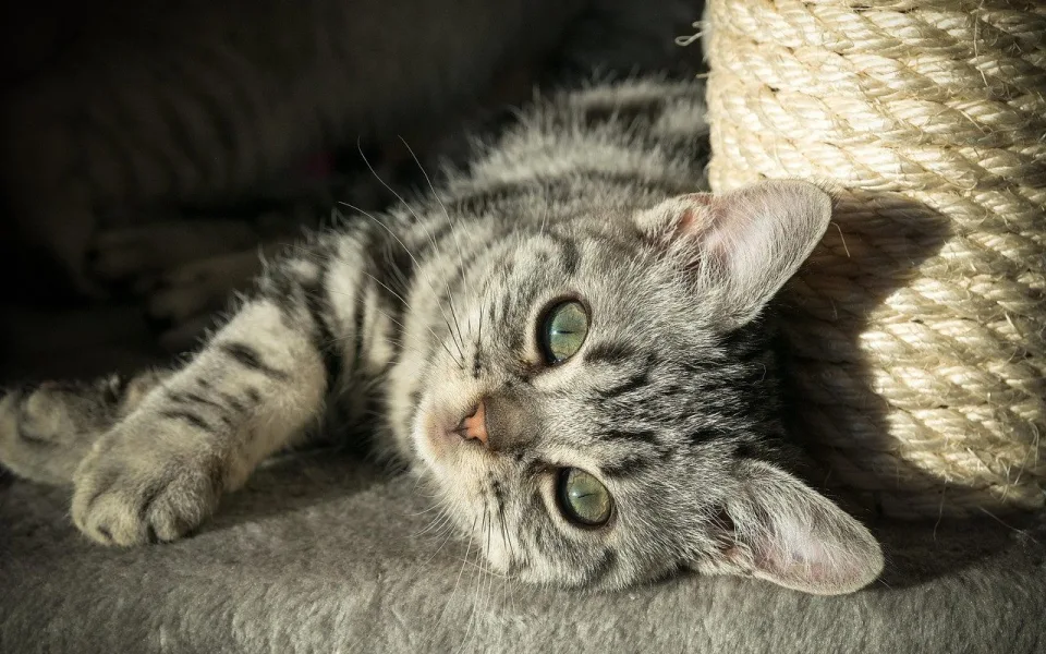 kote