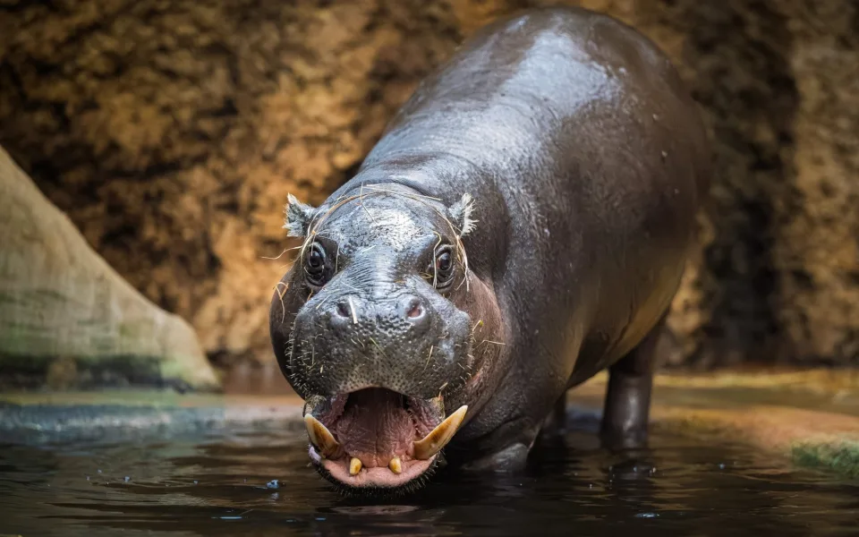 FOTO: Helena Hubáčková / SAFARI PARK DVŮR KRÁLOVÉ