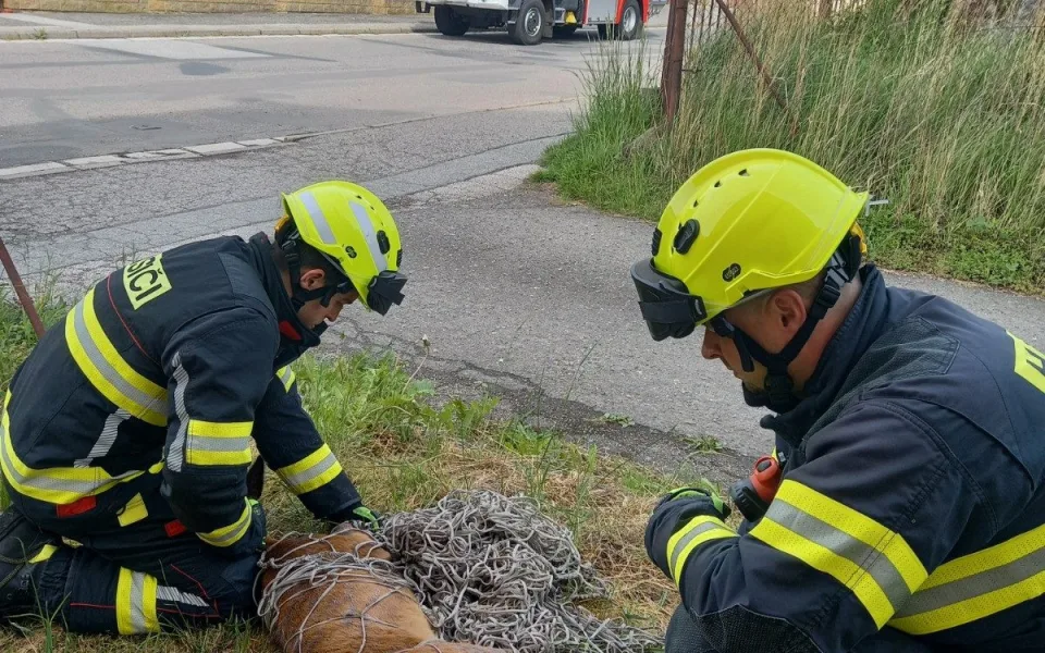Splašená srna uvízla v plotě, pomoct ji museli hasiči s rozpínákem