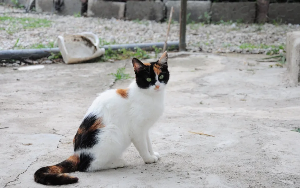 fotorain-cat-5209946