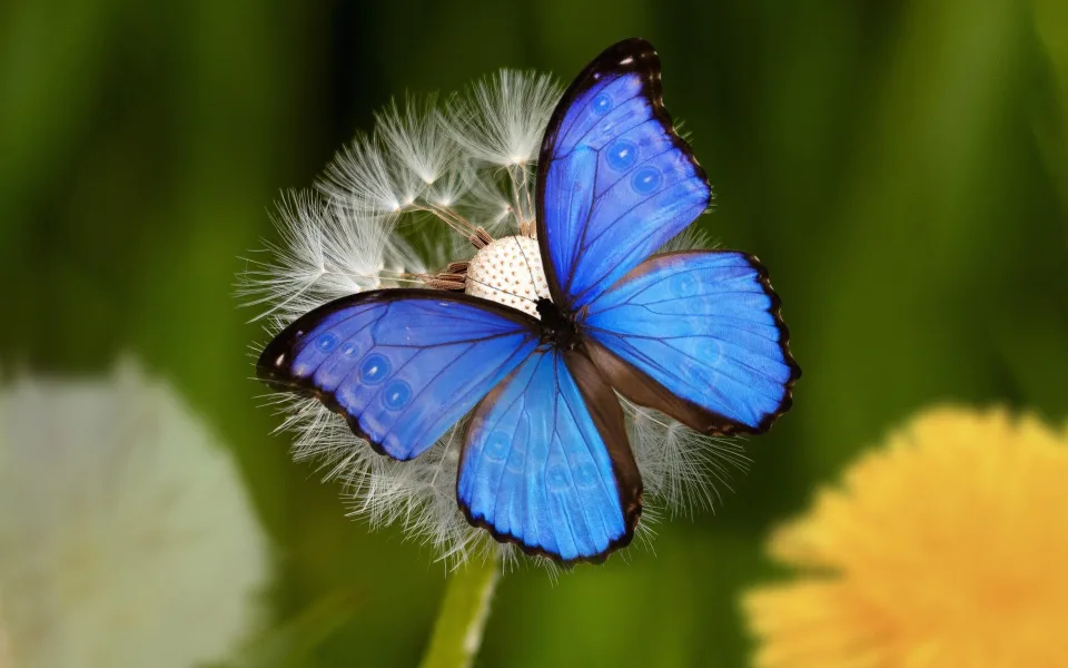 briam-cute-butterfly-8334015_1920