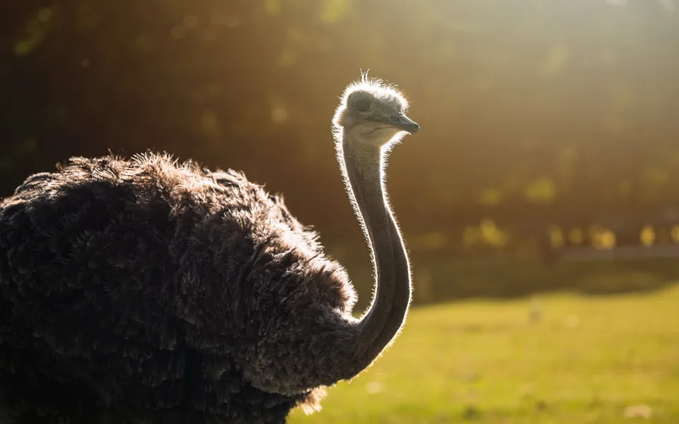safari