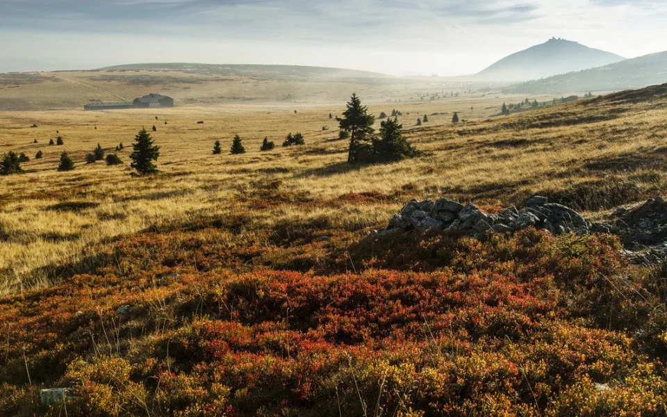 Správci hor vyzývají k hlášení invazních rostlin v Krkonoších, ohrožují přírodu