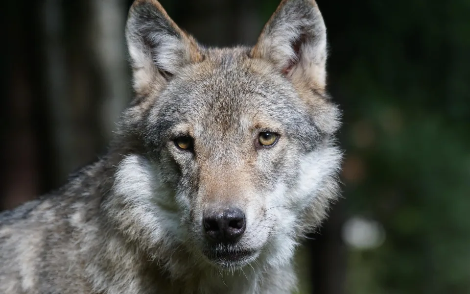pixel-mixer-wolf-1504406_1920