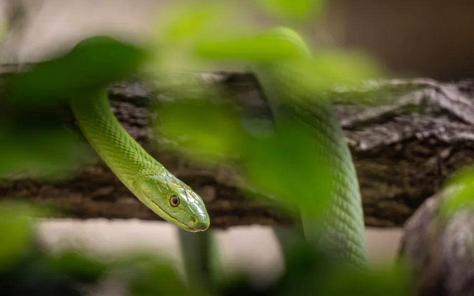 Zoo Dvůr Králové začala s chovem mamb zelených, jiné dva druhy mamb již chová