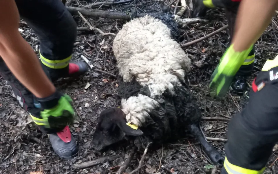 Hasiči o víkendu zachraňovali ovci z mokřadu i ptáče uvězněné v okapu.