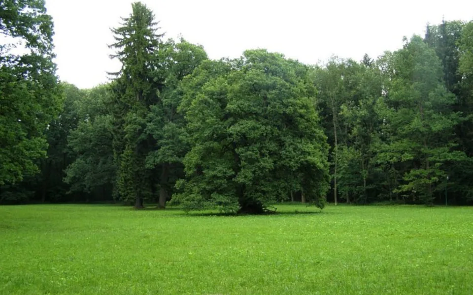 Lázně Bělohrad - Bažantnice
