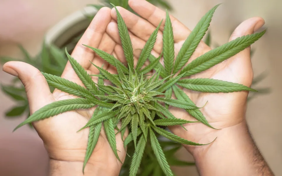 marihuana