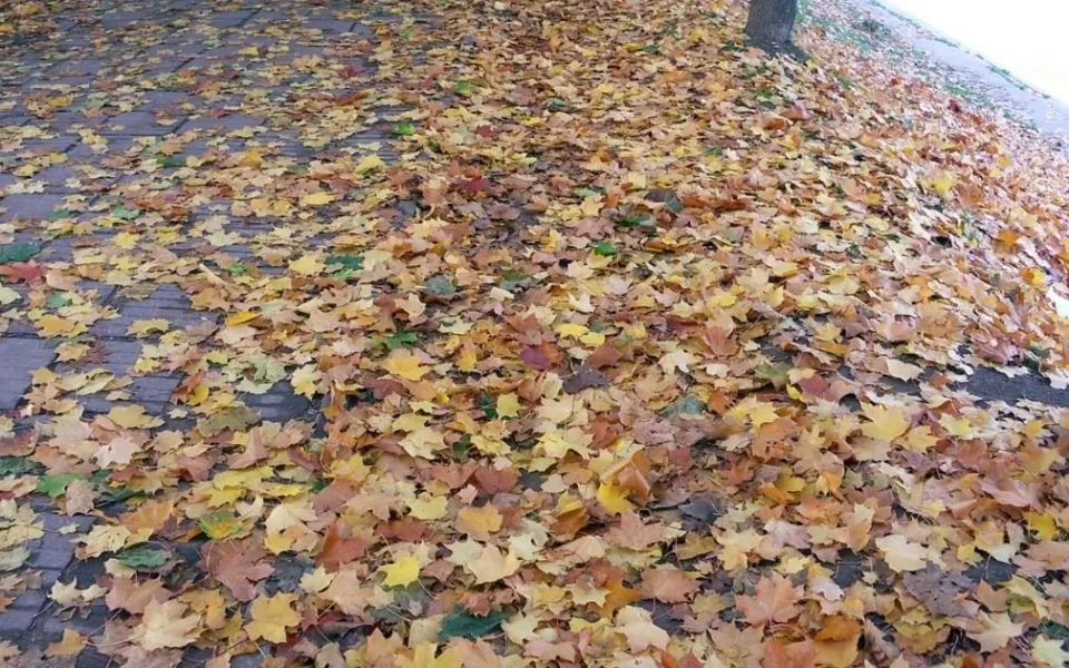 Listí z aleje řeší soud 9 let. Město má lidem zaplatit půl milionu za úklid