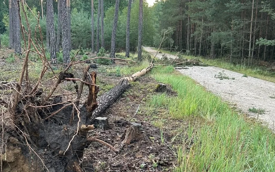 Bouře poničila městské lesy v Hradci. Některá místa jsou nebezpečná