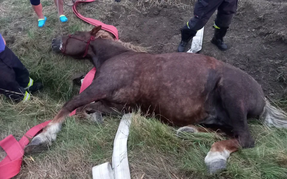 FOTO: 900kilový kůň spadl do příkopu. Hasiči ho zachraňovali speciální sítí